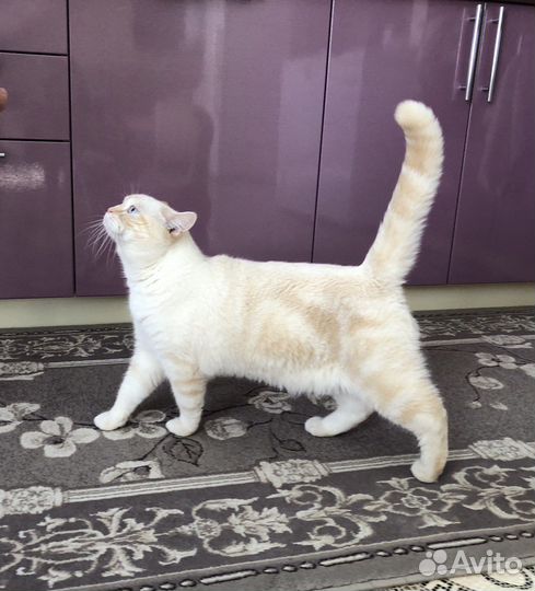 Шотландский кот на вязку