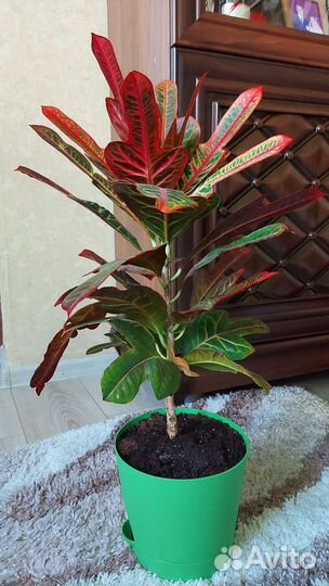 Кротон экселент