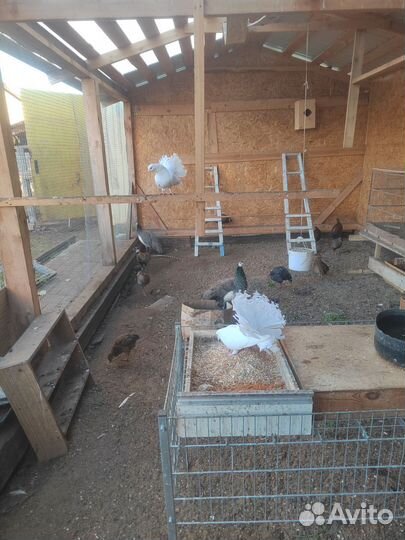 Фазаны павлины