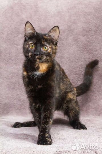 Котёнок, малышка черепашка ищет семью