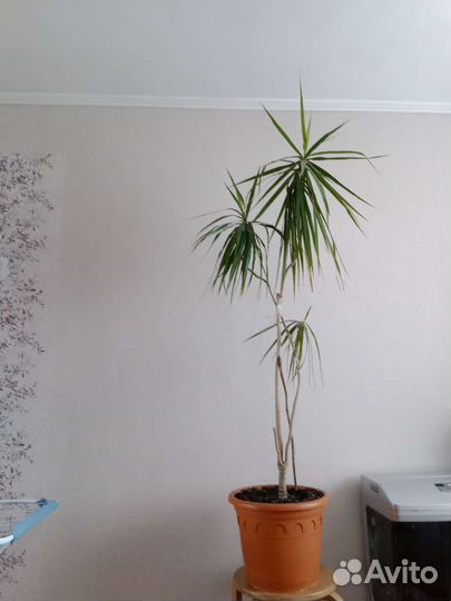 Пальма драцена