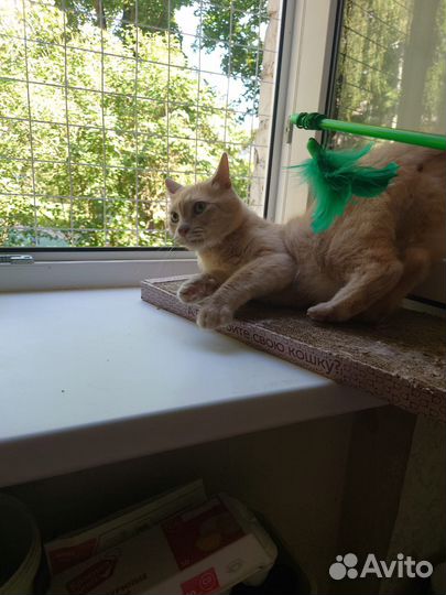 Милый рыжик