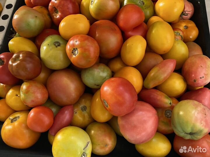 Помидоры домашние