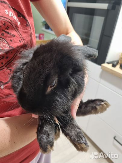 Кролик баран вислоухий