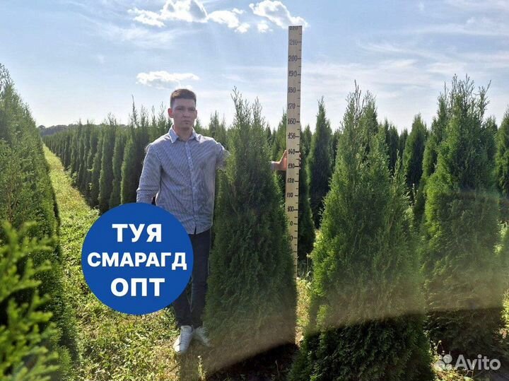 Туя смарагд рост 196 см /опт 150 шт