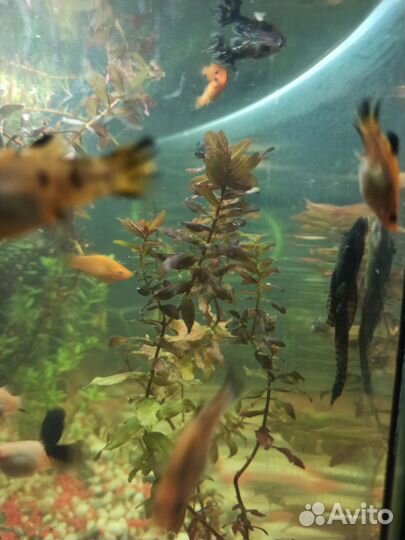 Аквариум со столом