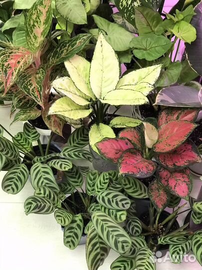 Калатея Бурле Маркс