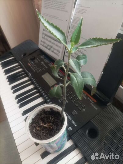 Оксалис, каллизия,Каланхоэ