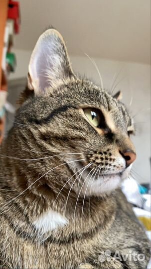 Отдам кошку в добрые руки