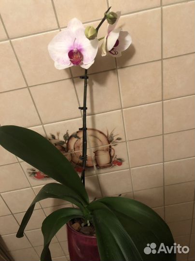 Орхидея