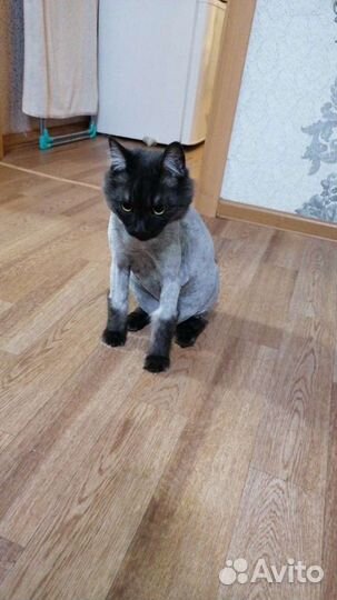 Котики бесплатно в добрые руки