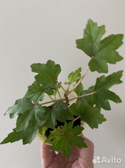 Каудексная бегония