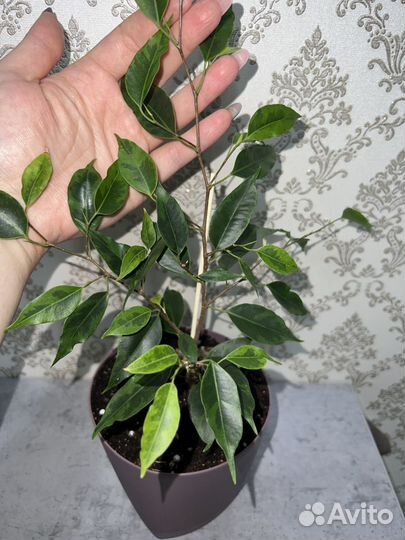 Фикусы сортовые