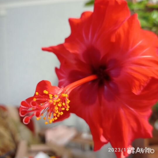 Гибискус махровый красный