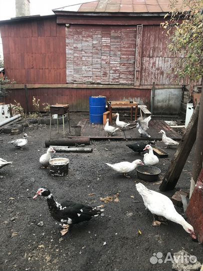 Мускусные утки тяжелые линии