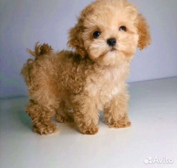 Карманные мальтипу