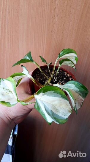 Эпипремнум