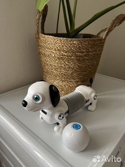 Робот Собака Ycoo Дэкел Джуниор