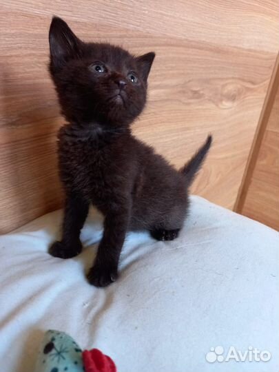 Кнопки малыши ищут дом