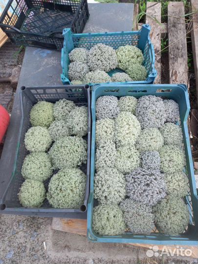 Мох ягель живой