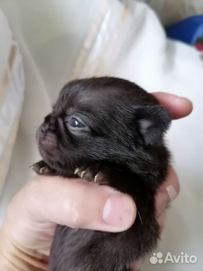 Чихуахуа микро малыши