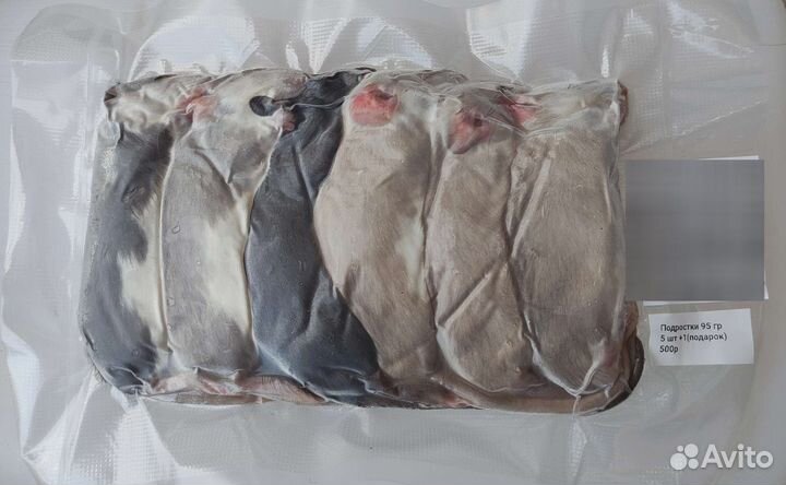 Кормовые крысы. Корм для рептилий