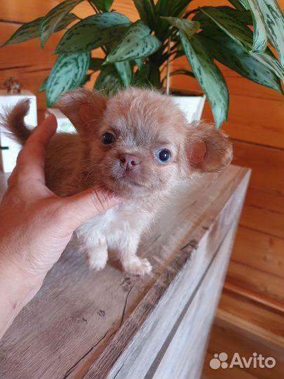 Эксклюзивный малыш