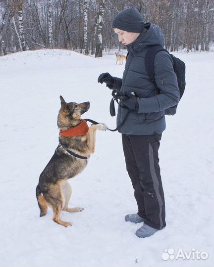 Прекрасная Волча ждет в приюте