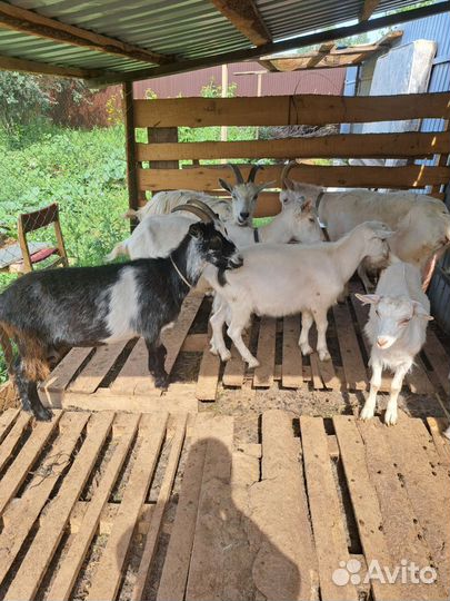 Коза дойная
