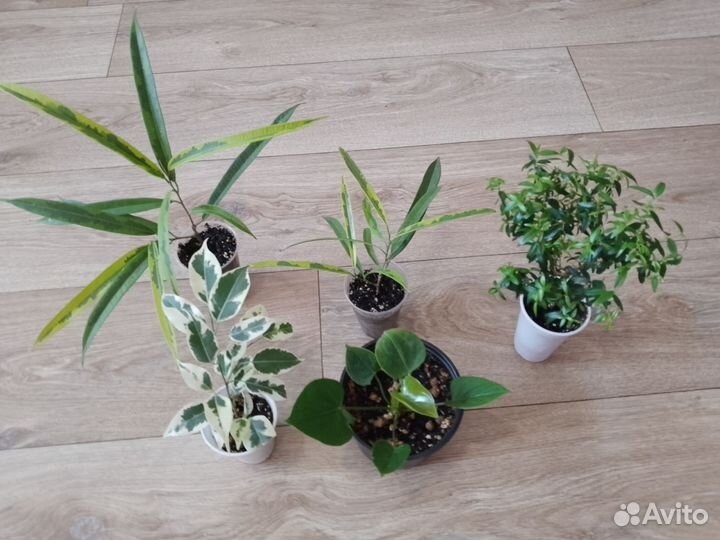 Комнатные растения