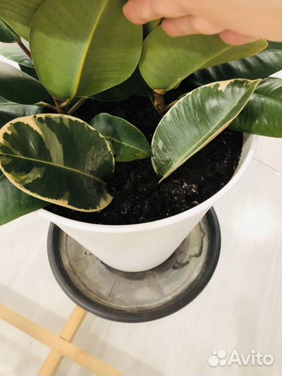 Фикус продаю