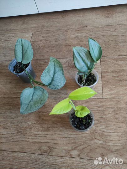 Комнатные растения. часть 2