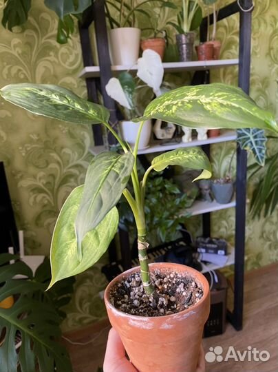 Диффенбахия