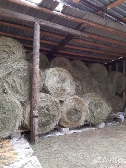 Сено зерно ячмень 10р