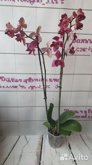 Орхидея Фаленопсис Кимоно Пелорик Трилипс