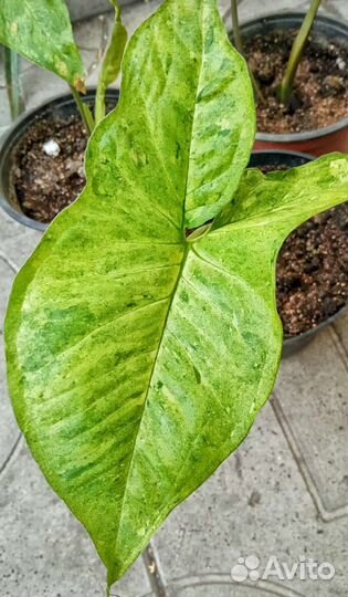 Сингониум в ассортименте