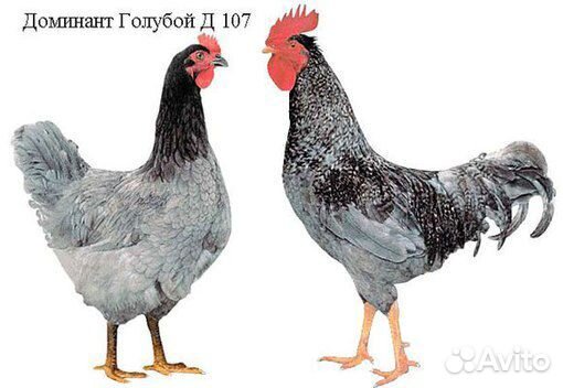 Несушка Доминант Голубой D107