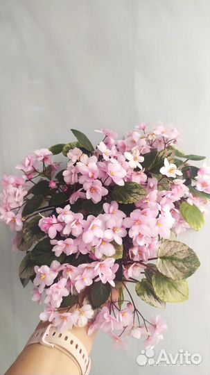 Фиалка Ramblin'RightAlong