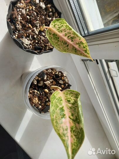 Аглаонема Оранж голд стар