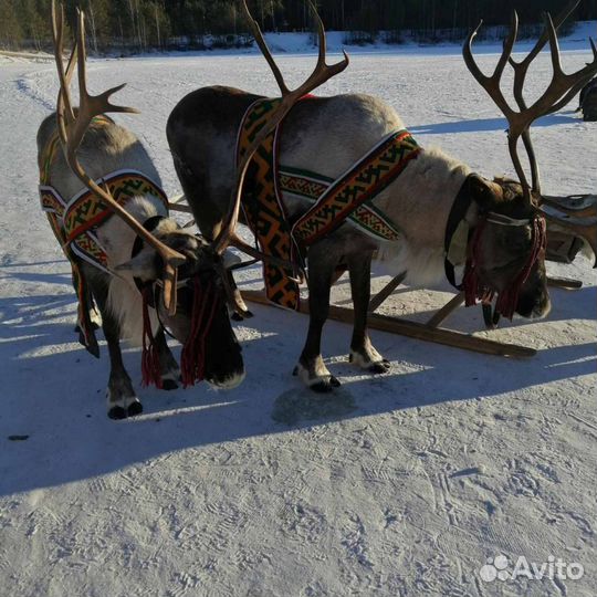 Олени с Дедом Морозом
