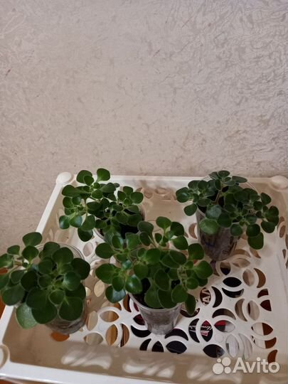 Аихризон(дерево любви).Спатифиллум