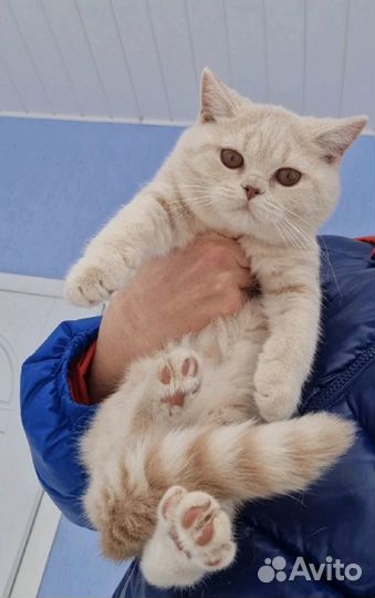 Британские котята