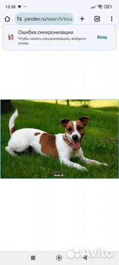 Щенки джек рассел терьер гладкошерстный