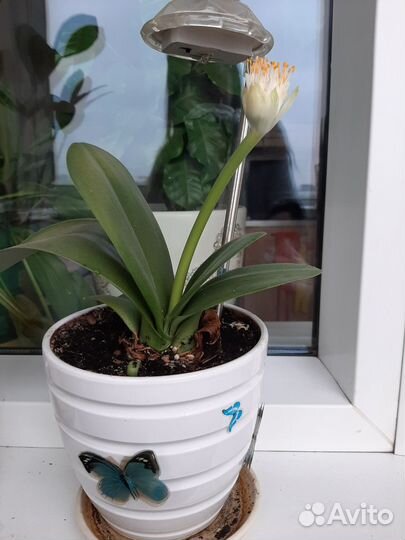 Цветок гемантус