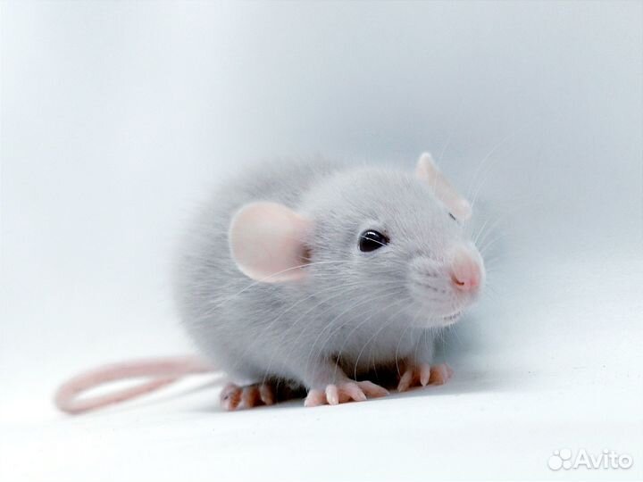 Крысята дамбо и стандарт