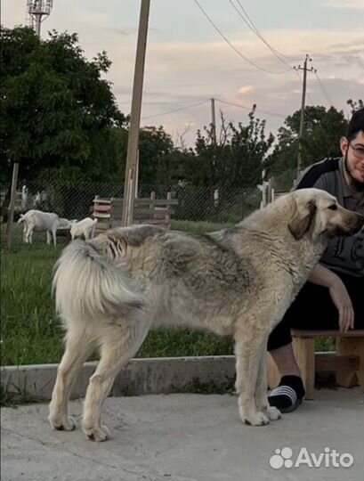 Самая добрая собачка в мире