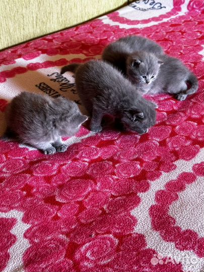 Британские котята