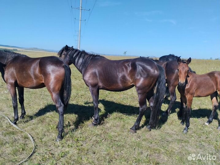 Кобыла 3 года