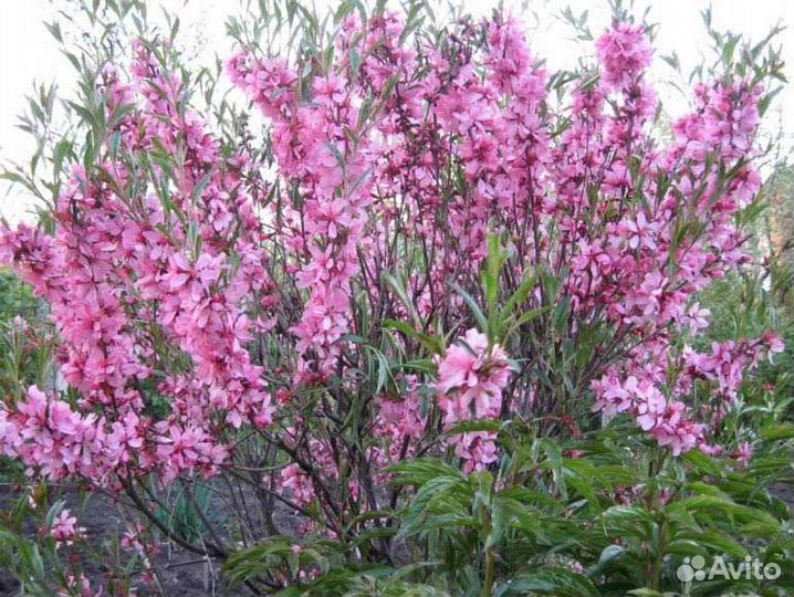 Саженцы Миндаль (Сакура )