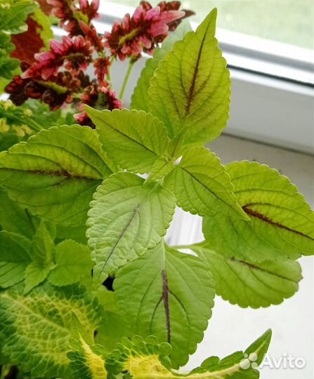 Колеусы срезы